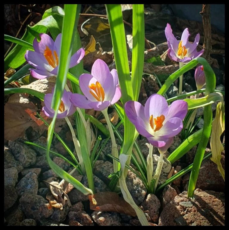 De natuur in mijn krantenwijk