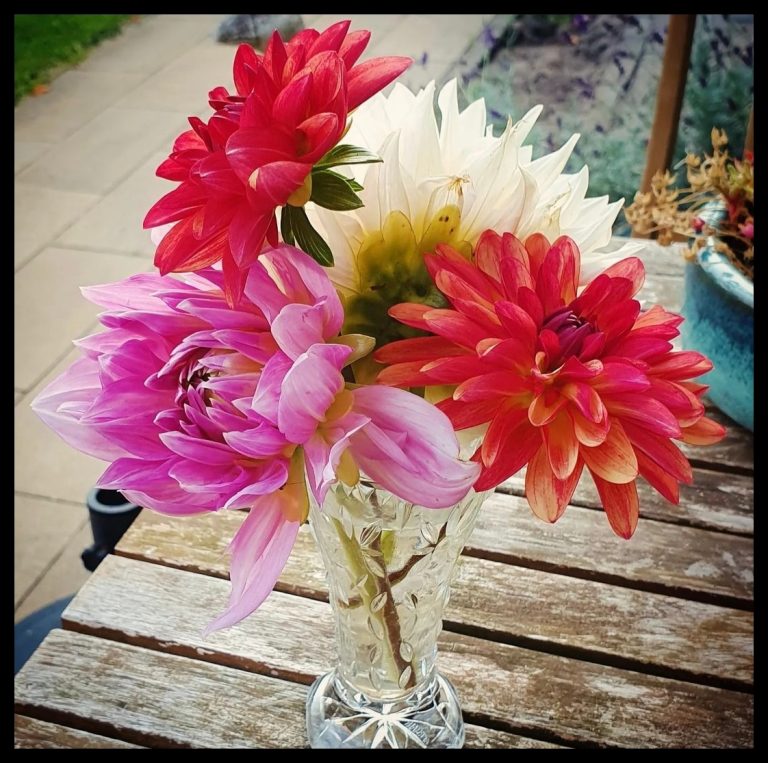 Dahlia’s