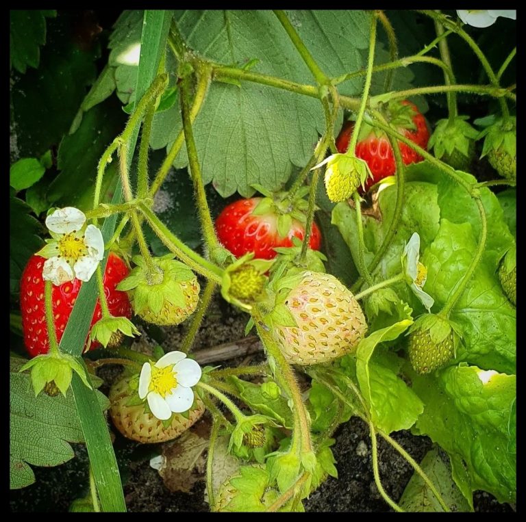 Dankjewel Maasduinen Boeren