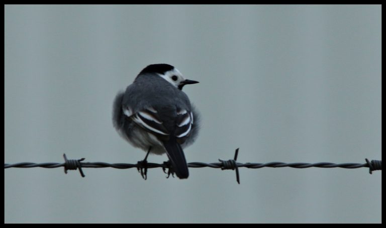 De vogel van het platteland