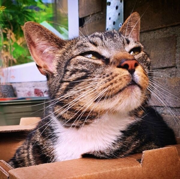 Greenhouse Cat