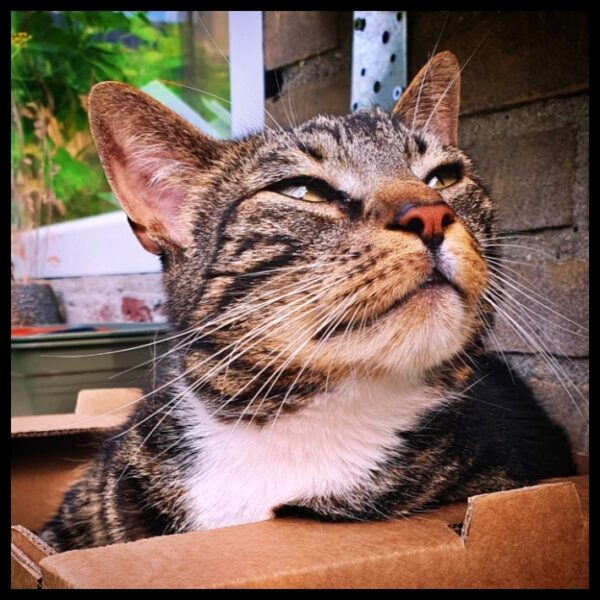 Kas-Kater